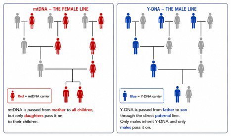 Understanding DNA
